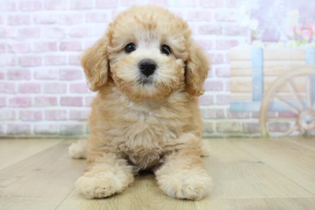 千葉県のトイプードル(トイ) (Coo&RIKU流山店/2025年6月22日生まれ/女の子/アプリコット)の子犬の1枚目の画像
