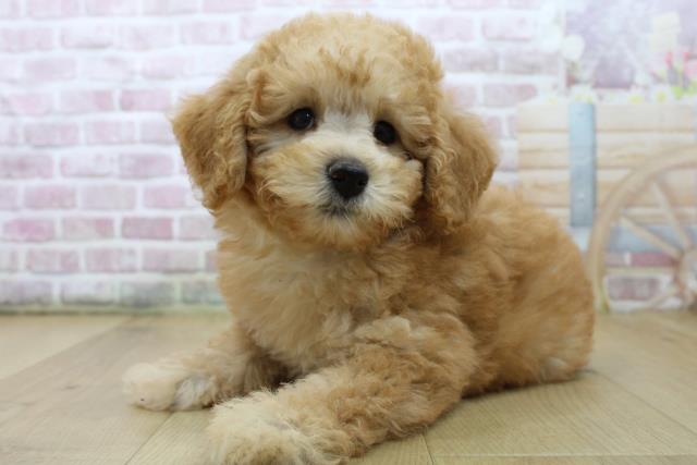 千葉県のトイプードル(トイ) (Coo&RIKU流山店/2025年6月22日生まれ/女の子/アプリコット)の子犬の2枚目の画像