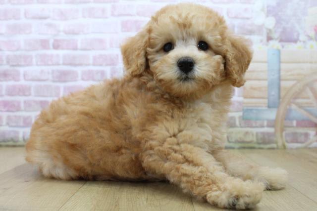 千葉県のトイプードル(トイ) (Coo&RIKU流山店/2025年6月22日生まれ/女の子/アプリコット)の子犬の3枚目の画像