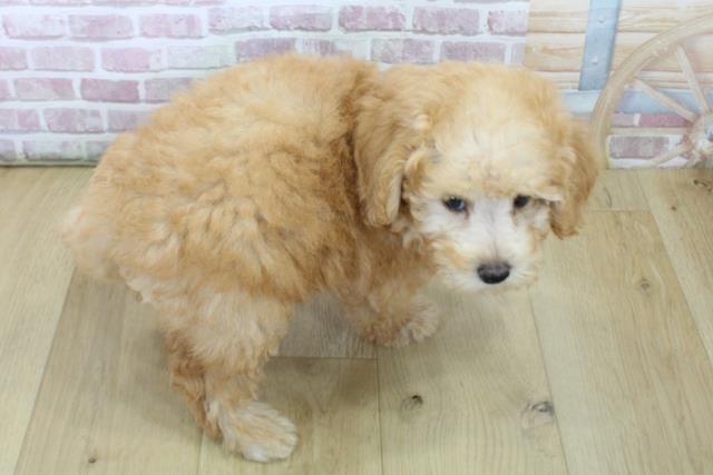 千葉県のトイプードル(トイ) (Coo&RIKU流山店/2025年6月22日生まれ/女の子/アプリコット)の子犬の4枚目の画像