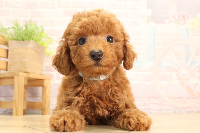 愛知県のトイプードル(トイ) (Coo&RIKU名古屋中川店/2025年6月20日生まれ/男の子/レッド)の子犬の1枚目の画像