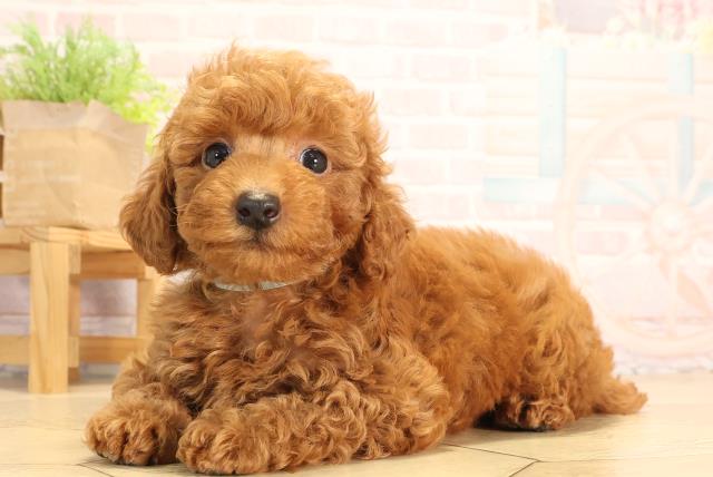 愛知県のトイプードル(トイ) (Coo&RIKU名古屋中川店/2025年6月20日生まれ/男の子/レッド)の子犬の3枚目の画像