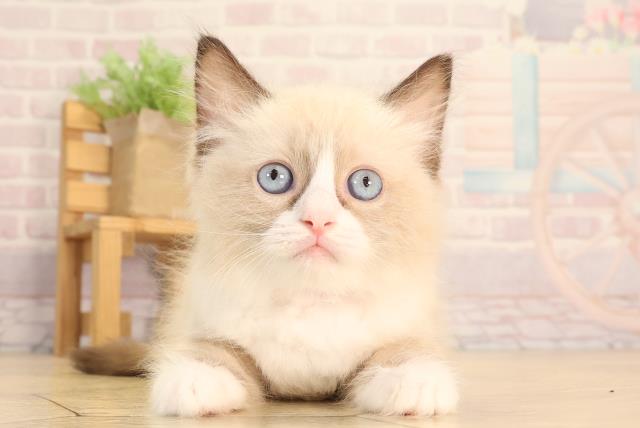 愛知県のラグドール (Coo&RIKU岡崎店/2025年6月22日生まれ/女の子/シールポイントバイカラー)の子猫の1枚目の画像