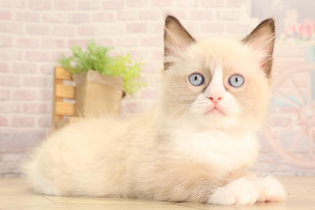 愛知県のラグドール (Coo&RIKU岡崎店/2025年6月22日生まれ/女の子/シールポイントバイカラー)の子猫の2枚目の画像