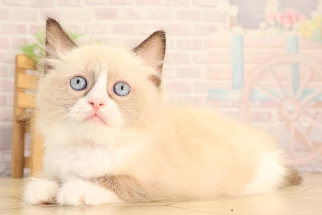愛知県のラグドール (Coo&RIKU岡崎店/2025年6月22日生まれ/女の子/シールポイントバイカラー)の子猫の3枚目の画像