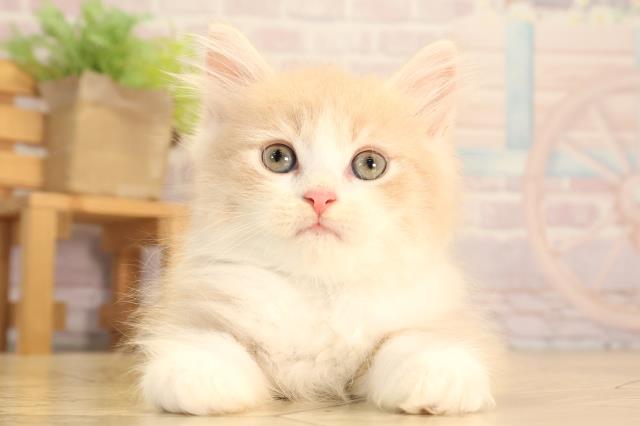 三重県のサイベリアン (Coo&RIKU津高茶屋店/2025年6月20日生まれ/男の子/クリームタビーホワイト)の子猫