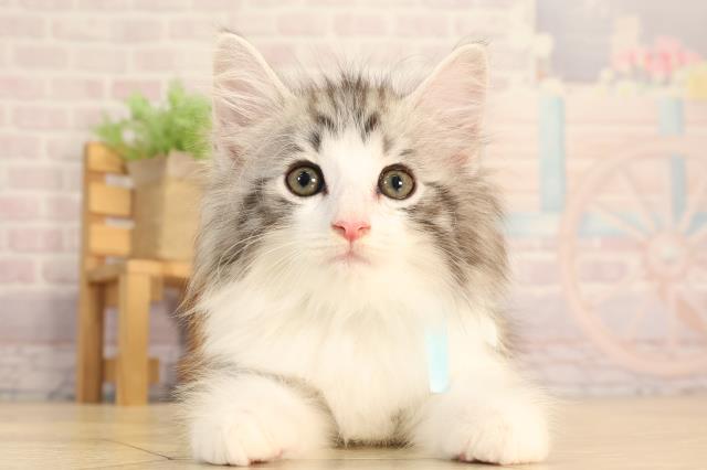三重県のノルウェージャンフォレストキャット (Coo&RIKU四日市店/2025年6月20日生まれ/男の子/シルバータビーホワイト)の子猫の1枚目の画像