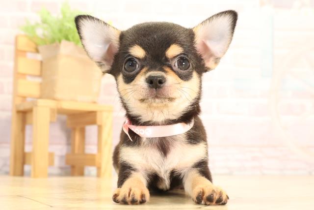 愛知県のチワワ(スムース) (Coo&RIKU半田店/2025年6月21日生まれ/女の子/ブラッククリーム)の子犬の1枚目の画像