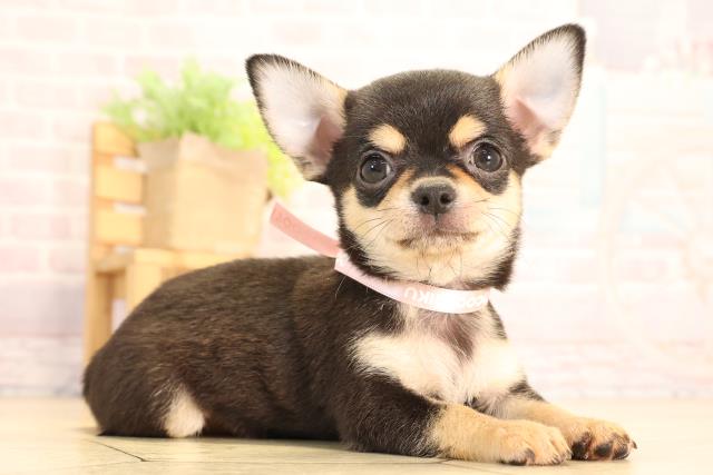 愛知県のチワワ(スムース) (Coo&RIKU半田店/2025年6月21日生まれ/女の子/ブラッククリーム)の子犬の2枚目の画像