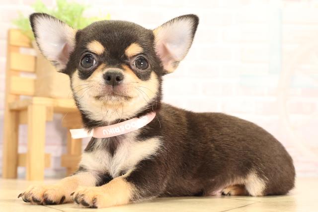 愛知県のチワワ(スムース) (Coo&RIKU半田店/2025年6月21日生まれ/女の子/ブラッククリーム)の子犬の3枚目の画像