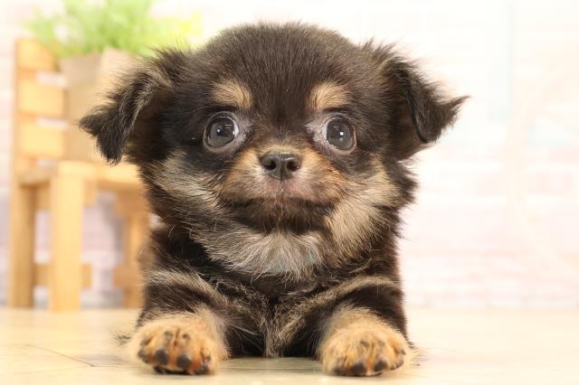 愛知県のチワワ(ロング) (Coo&RIKU豊橋店/2025年6月21日生まれ/男の子/ブラックタン)の子犬