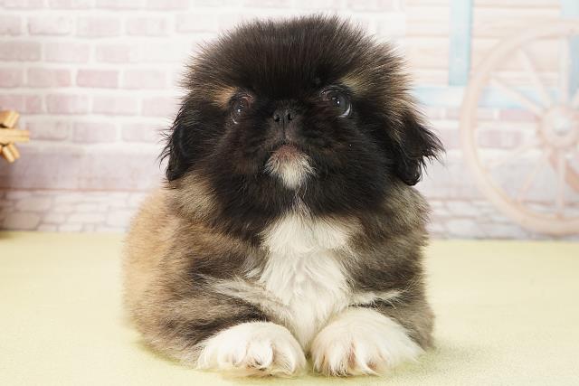 愛知県のペキニーズ (Coo&RIKU豊田店/2025年6月18日生まれ/男の子/フォーン)の子犬の1枚目の画像