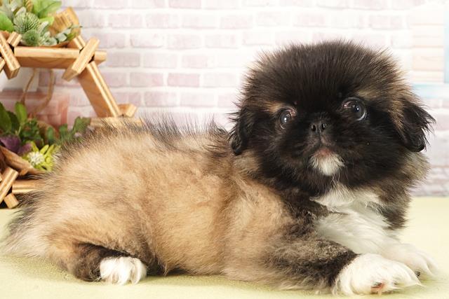 愛知県のペキニーズ (Coo&RIKU豊田店/2025年6月18日生まれ/男の子/フォーン)の子犬の2枚目の画像