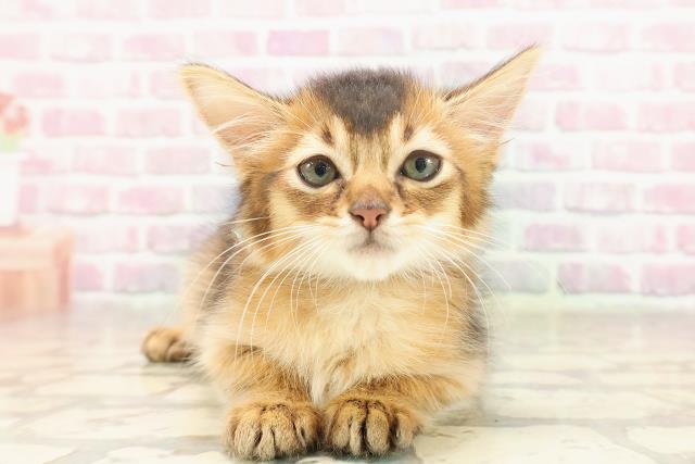 新潟県のソマリ (Coo&RIKUイオンモール新発田店/2025年6月2日生まれ/男の子/ルディ)の子猫