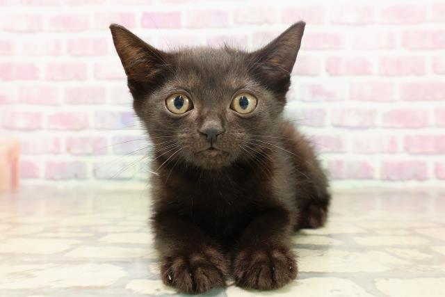 秋田県のマンチカン (Coo&RIKU秋田店/2025年6月7日生まれ/男の子/ブラック)の子猫の1枚目の画像