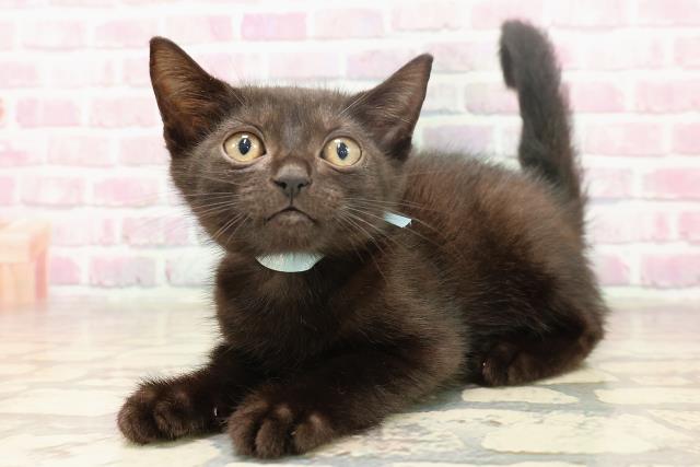 秋田県のマンチカン (Coo&RIKU秋田店/2025年6月7日生まれ/男の子/ブラック)の子猫の2枚目の画像