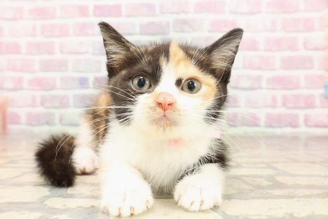 埼玉県のマンチカン (Coo&RIKUアニマルケアセンター大宮/2025年6月7日生まれ/女の子/キャリコ)の子猫の1枚目の画像
