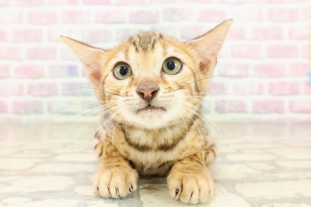 埼玉県のベンガル (Coo&RIKU大宮店/2025年6月6日生まれ/男の子/ブラウンスポットタビー)の子猫の1枚目の画像