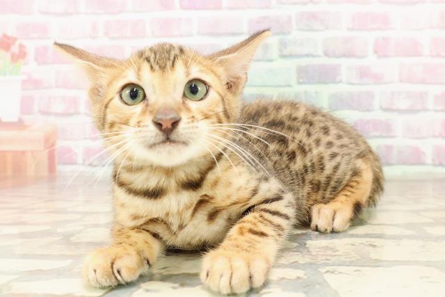 埼玉県のベンガル (Coo&RIKU大宮店/2025年6月6日生まれ/男の子/ブラウンスポットタビー)の子猫の2枚目の画像