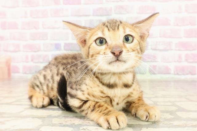 埼玉県のベンガル (Coo&RIKU大宮店/2025年6月6日生まれ/男の子/ブラウンスポットタビー)の子猫の3枚目の画像