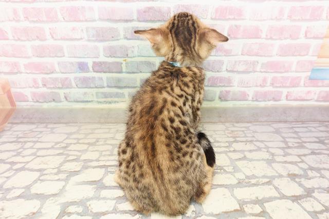 埼玉県のベンガル (Coo&RIKU大宮店/2025年6月6日生まれ/男の子/ブラウンスポットタビー)の子猫の4枚目の画像