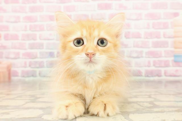 埼玉県のサイベリアン (Coo&RIKUアニマルケアセンター大宮/2025年6月7日生まれ/男の子/レッドタビー)の子猫の1枚目の画像