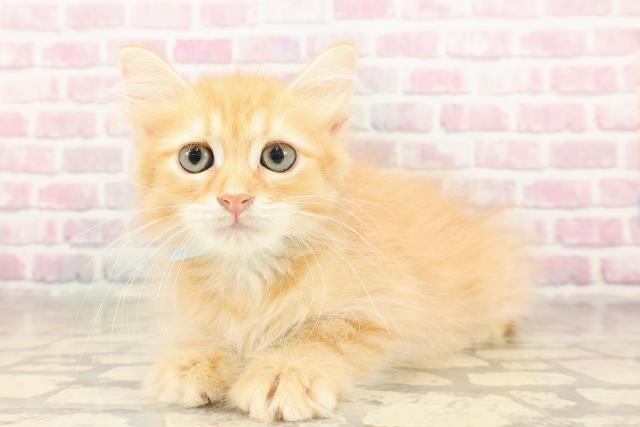 埼玉県のサイベリアン (Coo&RIKUアニマルケアセンター大宮/2025年6月7日生まれ/男の子/レッドタビー)の子猫の2枚目の画像