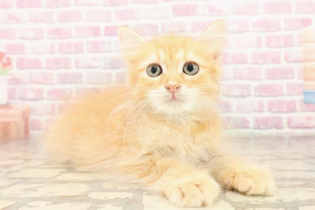 埼玉県のサイベリアン (Coo&RIKUアニマルケアセンター大宮/2025年6月7日生まれ/男の子/レッドタビー)の子猫の3枚目の画像