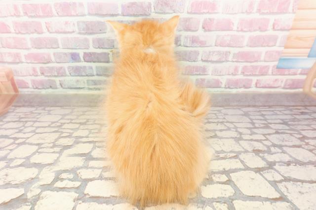埼玉県のサイベリアン (Coo&RIKUアニマルケアセンター大宮/2025年6月7日生まれ/男の子/レッドタビー)の子猫の4枚目の画像