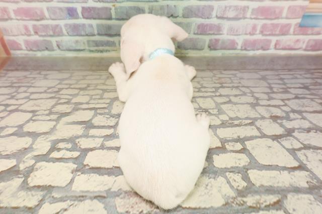 埼玉県のチワックス(チワワ×ダックス) (Coo&RIKUアニマルケアセンター大宮/2025年6月16日生まれ/男の子/ホワイト)の子犬の4枚目の画像