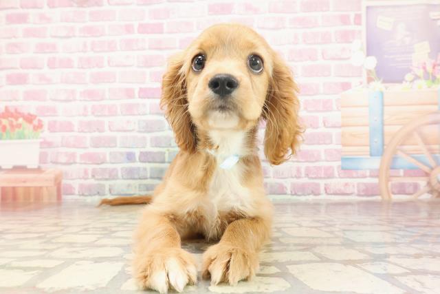 埼玉県のハーフ犬・ミックス犬 (Coo&RIKUアニマルケアセンター大宮/2025年5月26日生まれ/男の子/レッドホワイト)の子犬の1枚目の画像