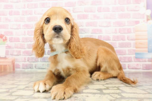 埼玉県のハーフ犬・ミックス犬 (Coo&RIKUアニマルケアセンター大宮/2025年5月26日生まれ/男の子/レッドホワイト)の子犬の2枚目の画像