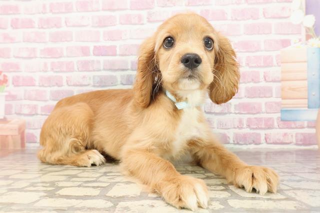 埼玉県のハーフ犬・ミックス犬 (Coo&RIKUアニマルケアセンター大宮/2025年5月26日生まれ/男の子/レッドホワイト)の子犬の3枚目の画像
