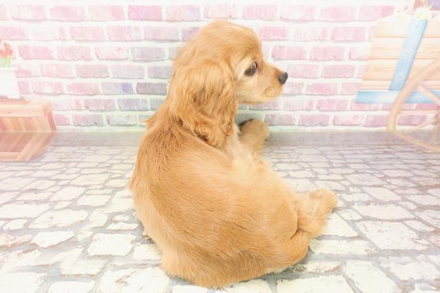 埼玉県のハーフ犬・ミックス犬 (Coo&RIKUアニマルケアセンター大宮/2025年5月26日生まれ/男の子/レッドホワイト)の子犬の4枚目の画像