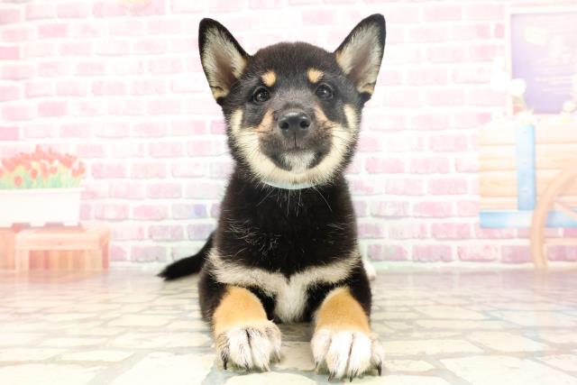 埼玉県の柴犬(標準サイズ) (Coo&RIKUアニマルケアセンター大宮/2025年6月17日生まれ/男の子/黒)の子犬の1枚目の画像