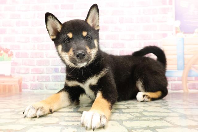 埼玉県の柴犬(標準サイズ) (Coo&RIKUアニマルケアセンター大宮/2025年6月17日生まれ/男の子/黒)の子犬の2枚目の画像