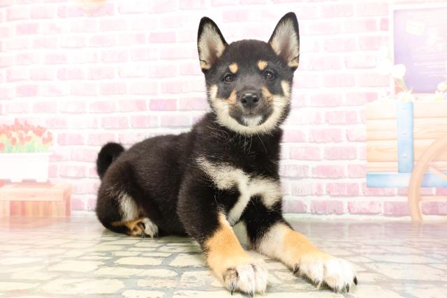 埼玉県の柴犬(標準サイズ) (Coo&RIKUアニマルケアセンター大宮/2025年6月17日生まれ/男の子/黒)の子犬の3枚目の画像