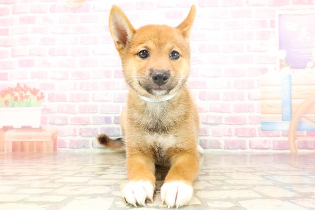 埼玉県の柴犬(標準サイズ) (Coo&RIKUアニマルケアセンター大宮/2025年6月17日生まれ/男の子/赤)の子犬の1枚目の画像