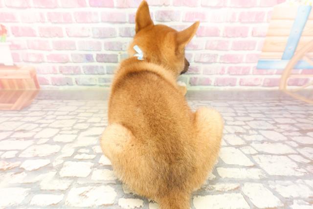 埼玉県の柴犬(標準サイズ) (Coo&RIKUアニマルケアセンター大宮/2025年6月17日生まれ/男の子/赤)の子犬の4枚目の画像