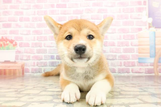 埼玉県の柴犬(標準サイズ) (Coo&RIKUアニマルケアセンター大宮/2025年6月17日生まれ/女の子/赤)の子犬の1枚目の画像