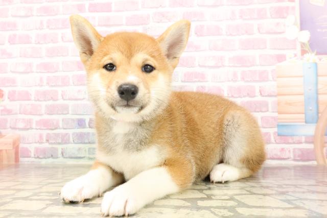 埼玉県の柴犬(標準サイズ) (Coo&RIKUアニマルケアセンター大宮/2025年6月17日生まれ/女の子/赤)の子犬の2枚目の画像