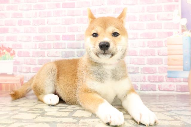 埼玉県の柴犬(標準サイズ) (Coo&RIKUアニマルケアセンター大宮/2025年6月17日生まれ/女の子/赤)の子犬の3枚目の画像