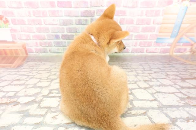埼玉県の柴犬(標準サイズ) (Coo&RIKUアニマルケアセンター大宮/2025年6月17日生まれ/女の子/赤)の子犬の4枚目の画像