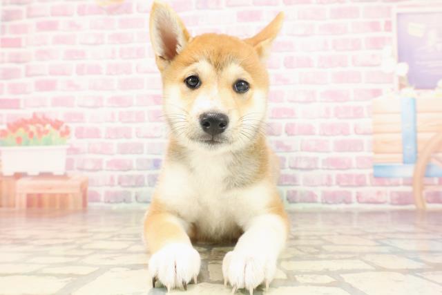 埼玉県の柴犬(標準サイズ) (Coo&RIKUアニマルケアセンター大宮/2025年6月17日生まれ/女の子/赤)の子犬の1枚目の画像