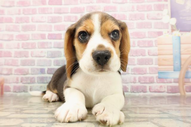 愛知県のビーグル (Coo&RIKU名古屋みなと店/2025年6月22日生まれ/男の子/ブラックタンホワイト)の子犬の1枚目の画像