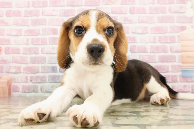 愛知県のビーグル (Coo&RIKU名古屋みなと店/2025年6月22日生まれ/男の子/ブラックタンホワイト)の子犬の2枚目の画像