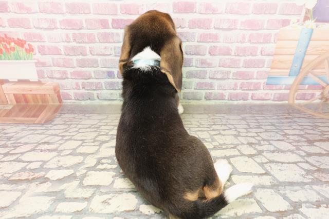 愛知県のビーグル (Coo&RIKU名古屋みなと店/2025年6月22日生まれ/男の子/ブラックタンホワイト)の子犬の4枚目の画像