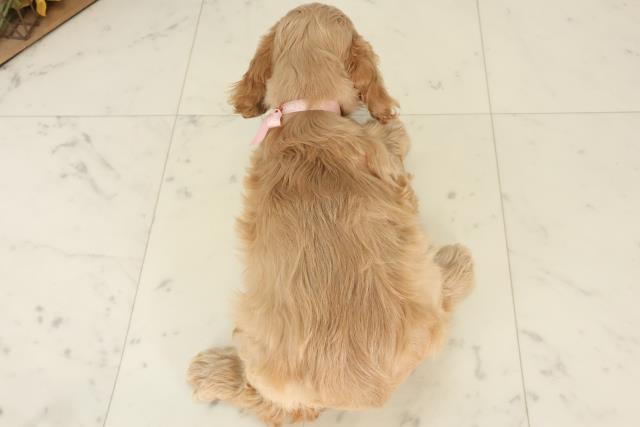 福岡県のアメリカンコッカースパニエル (Coo&RIKU筑後店/2025年6月20日生まれ/女の子/バフ)の子犬の4枚目の画像