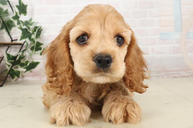 熊本県のアメリカンコッカースパニエル (Coo&RIKU熊本店/2025年6月20日生まれ/女の子/バフ)の子犬の1枚目の画像