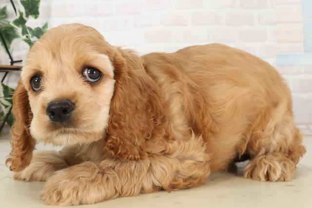 熊本県のアメリカンコッカースパニエル (Coo&RIKU熊本店/2025年6月20日生まれ/女の子/バフ)の子犬の3枚目の画像